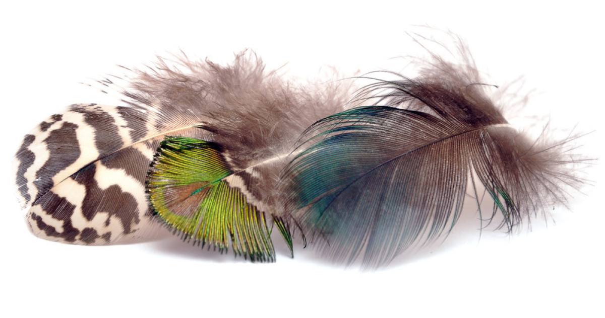 没有羽毛的鸟带来了新型冠状病毒的源头与终结